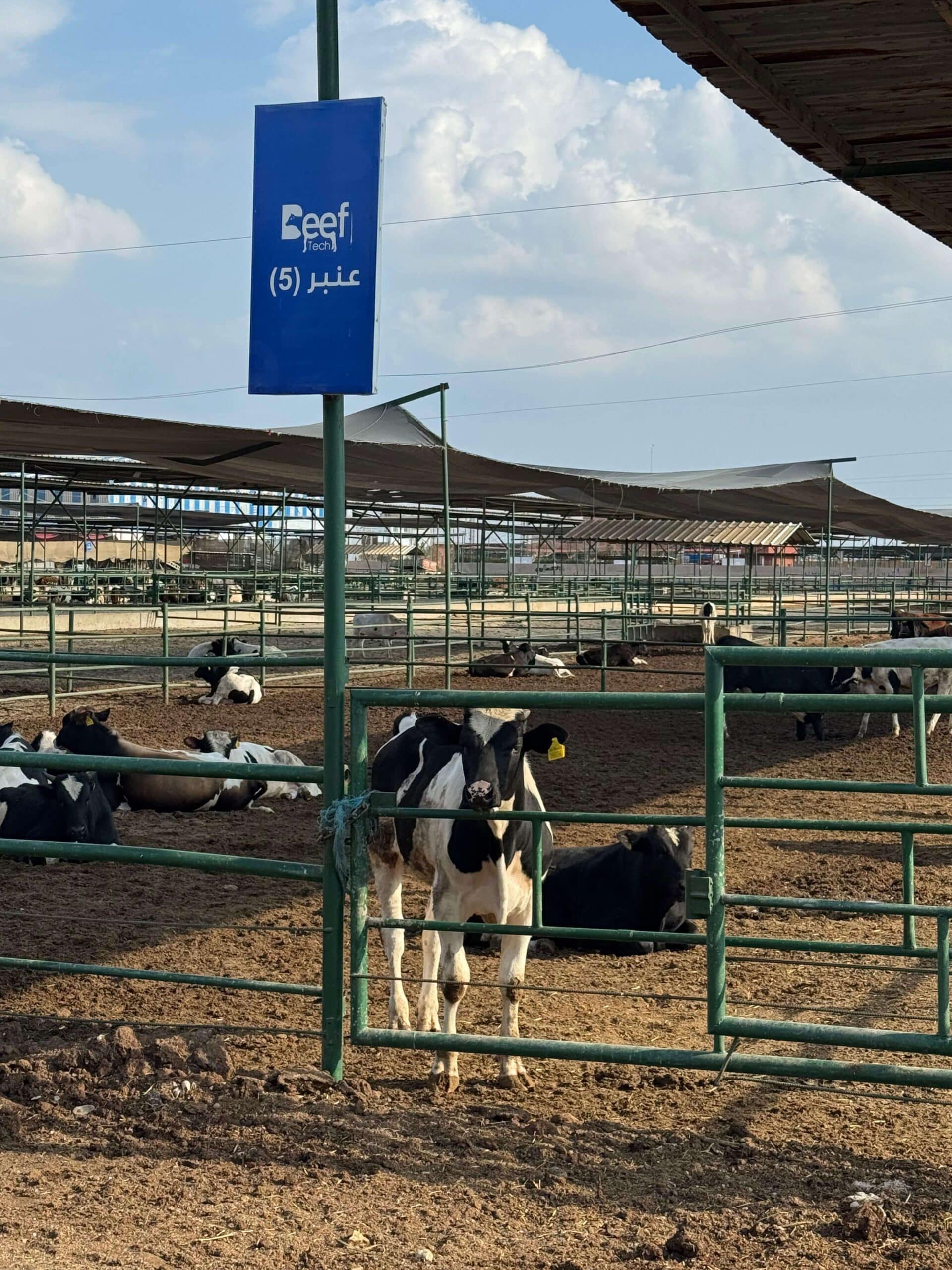 IMG 9821.JPG 1 Scaled