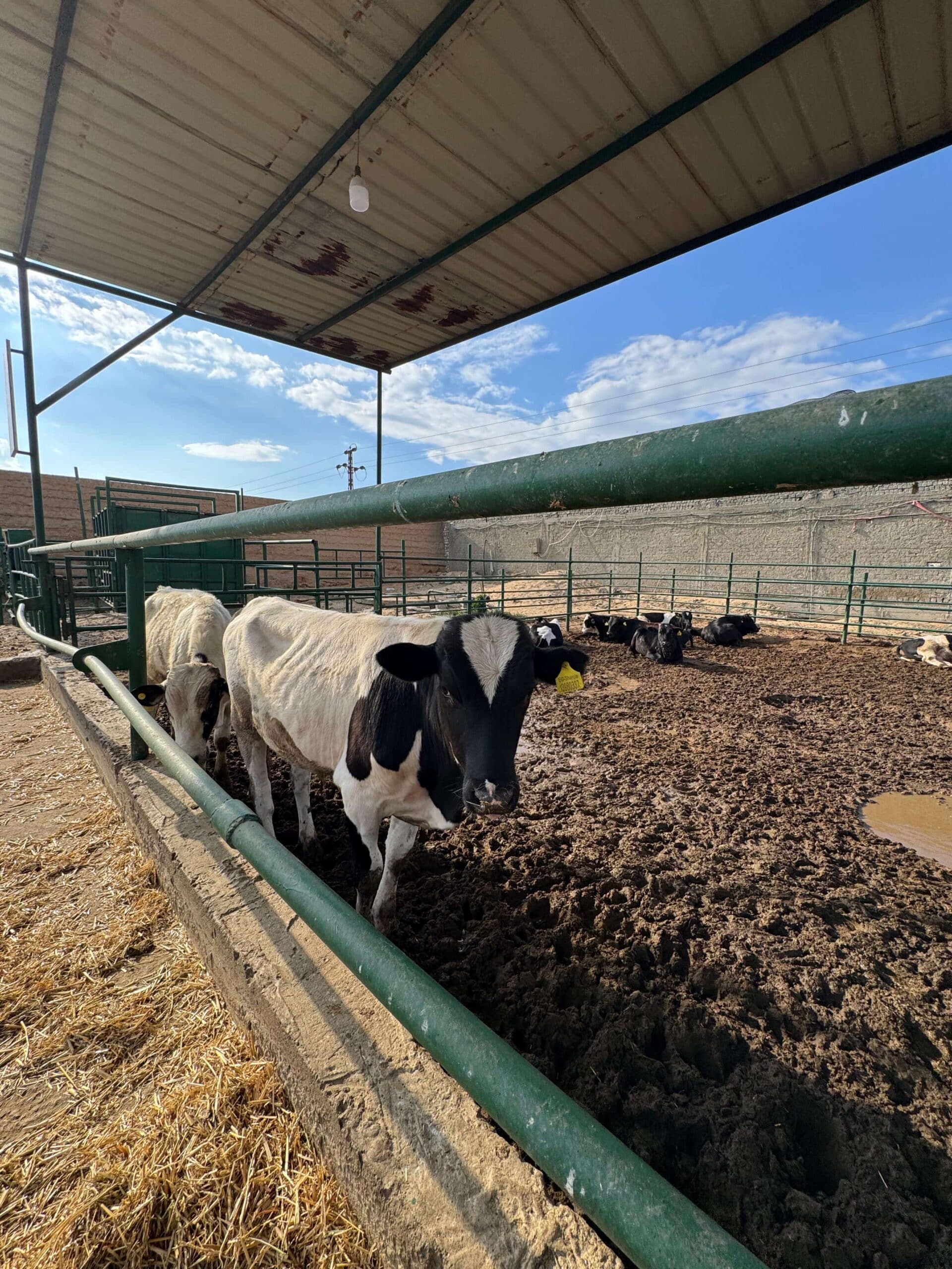 IMG 9826.JPG 1 Scaled